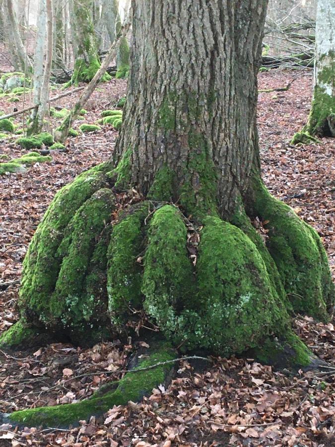 Liten Stuga Mitt I Naturen Pa Kinnekulle Hallekis Bagian luar foto